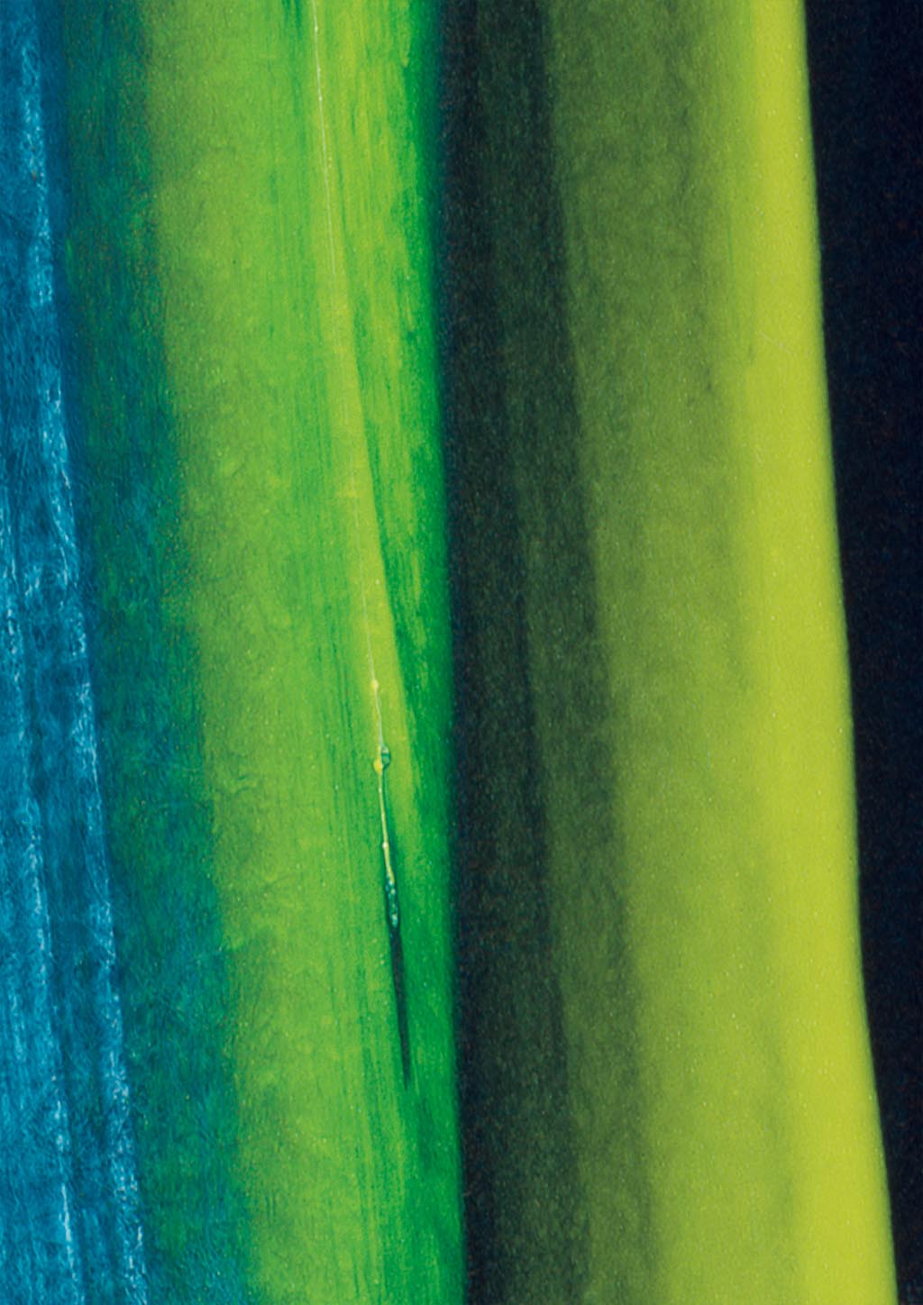Ausschnitt aus dem abstrakten Kunstwerk #2405, zeigt einen Verlauf aus kräftigem Grün und Blau in vertikalen Streifen.